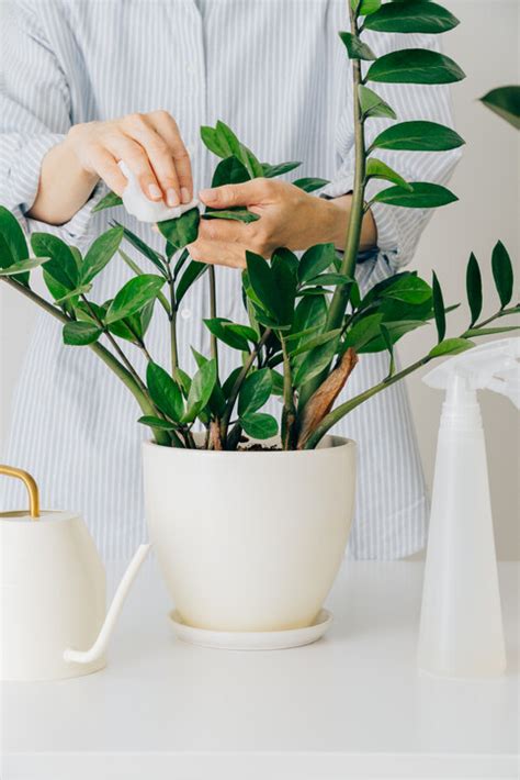 竹葉青風水|風水植物｜不只富貴竹！7款招財/招桃花植物推介+不可不知風水 